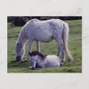 Dartmoor Pony Grey Mare Grazeing Foal Resting Postcard