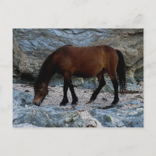 Dartmoor pony in rocks on remote south Devon beach Postcard