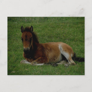 Dartmoor pony laying down resting. postcard