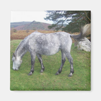 Dartmoor pony magnet
