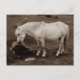 Dartmoor pony rubbing mouth on rock ( sepia ) postcard