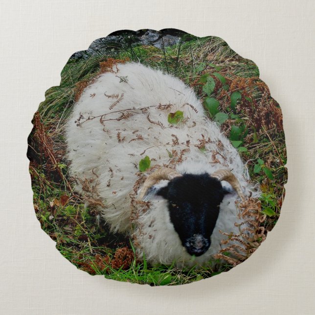 Dartmoor Sheep In Hiding Round Cushion (Front)