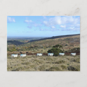 Dartmoor Sheep Postcard