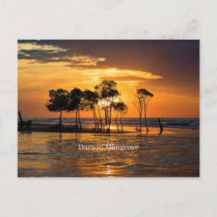 Darwin mangrove, Australia Postcard