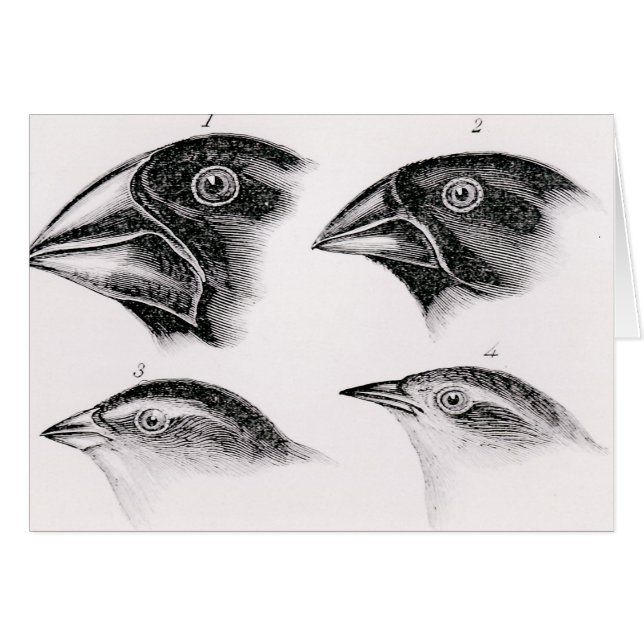 Darwin's bird observations (Front Horizontal)