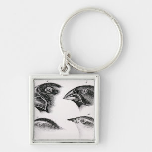 Darwin's bird observations key ring