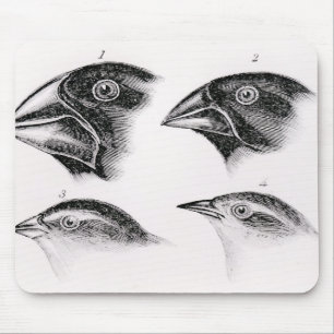 Darwin's bird observations mouse mat