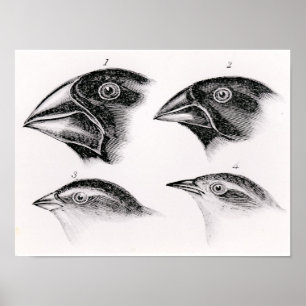 Darwin's bird observations poster