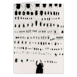 Darwin's insect collection