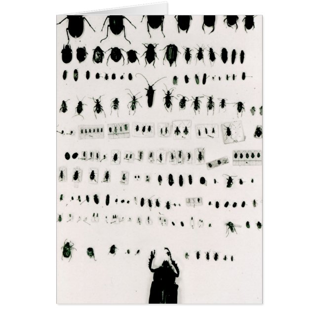 Darwin's insect collection (Front)