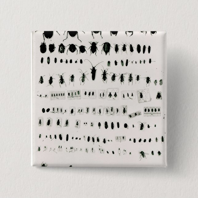 Darwin's insect collection 15 cm square badge (Front)