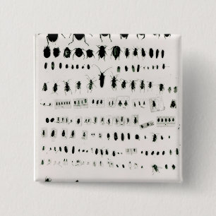 Darwin's insect collection 15 cm square badge