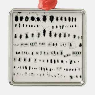 Darwin's insect collection metal tree decoration