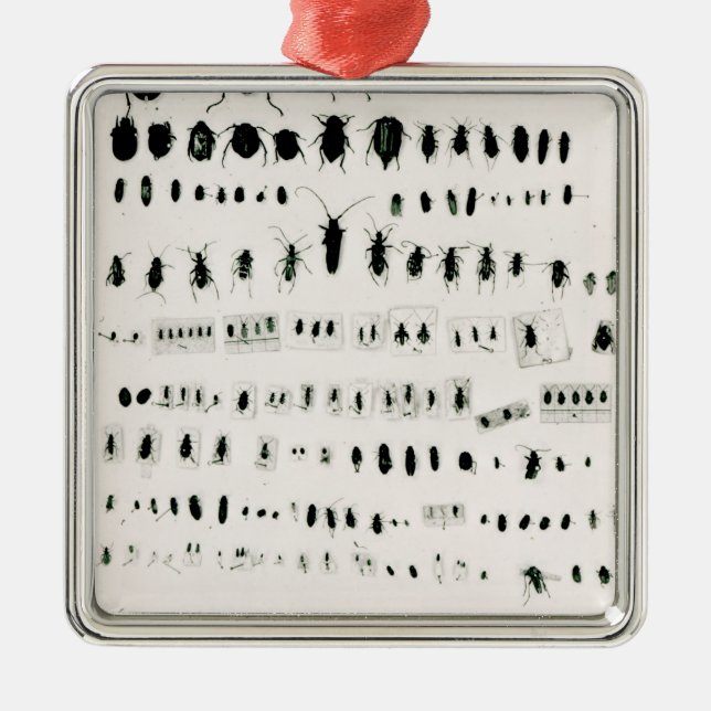 Darwin's insect collection metal tree decoration (Front)