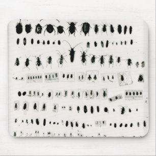 Darwin's insect collection mouse mat