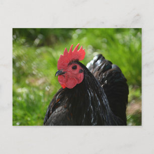 Das Huhn Postcard