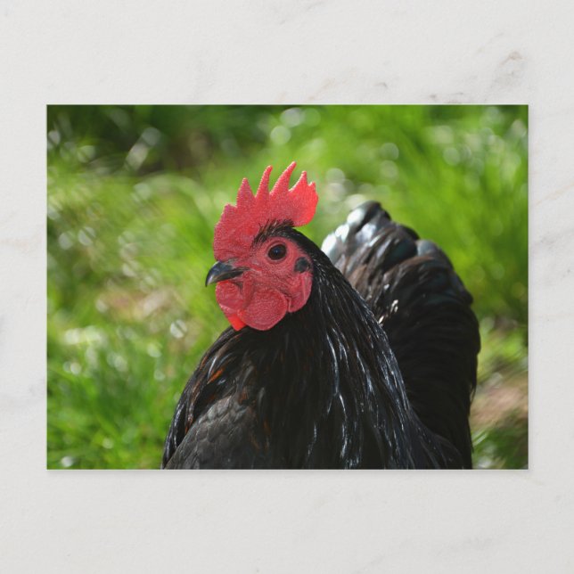 Das Huhn Postcard (Front)