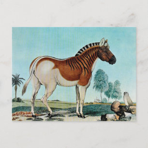 Das Steppenzebra or The Quagga (1882) Postcard