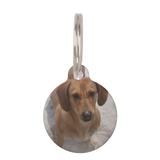 daschund-14 pet tag (Front)