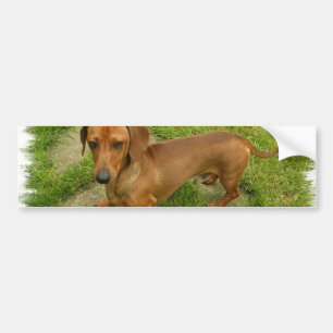 Daschund Bumper Sticker