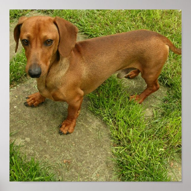 Daschund Poster Print (Front)
