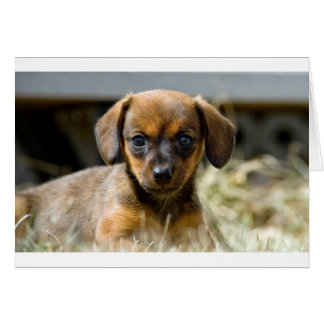 Daschund Pup