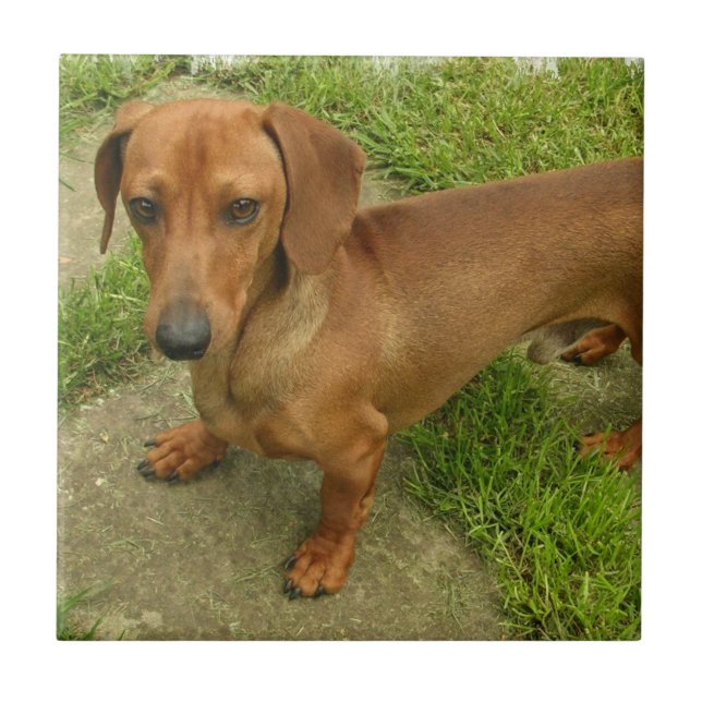 Daschund  Tile (Front)