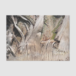 Date Palm Tree Trunk Texture Closeup Photo Image Tissue Paper