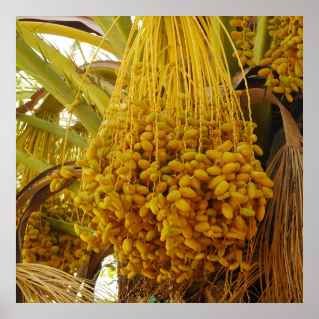 Dates on Palm Tree Poster (Front)