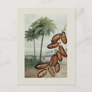 Dates Postcard