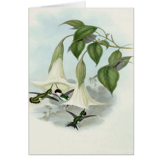 Datura and Hummingbird