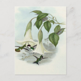 Datura and Hummingbird Postcard