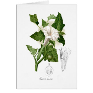 Datura inoxia