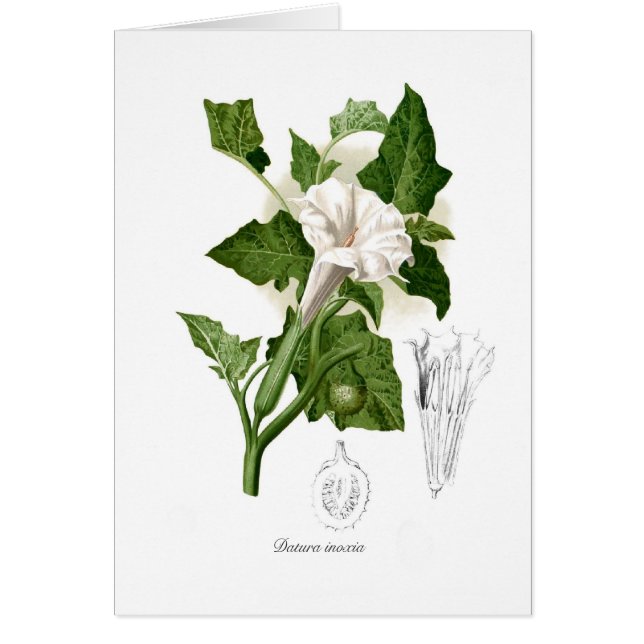 Datura inoxia (Front)