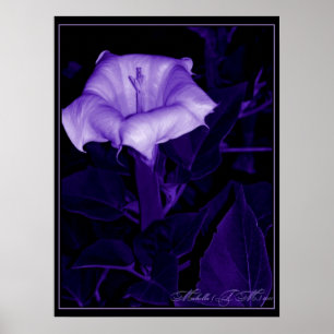 Datura Mystica 3 Poster