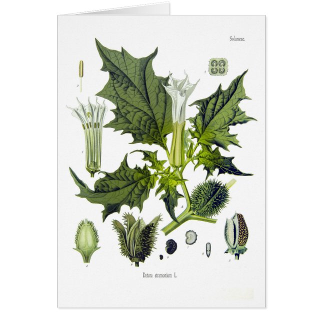 Datura stramonium (Front)