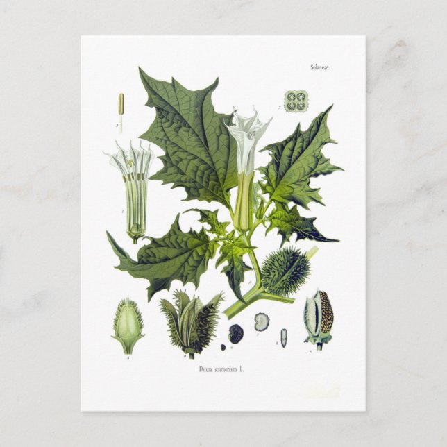 Datura stramonium postcard (Front)