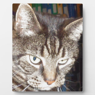 Dave's Watching You Plaque