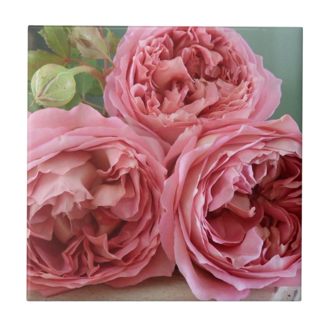 David Austin English Roses Heritage Old Fashioned Tile (Front)