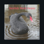 Dawlish Black Swan Magnet<br><div class="desc">The Black Swans of Dawlish in England attract tourists from all over the world. This adorable one came over to say hi!</div>