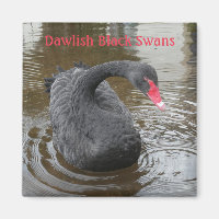 Dawlish Black Swan