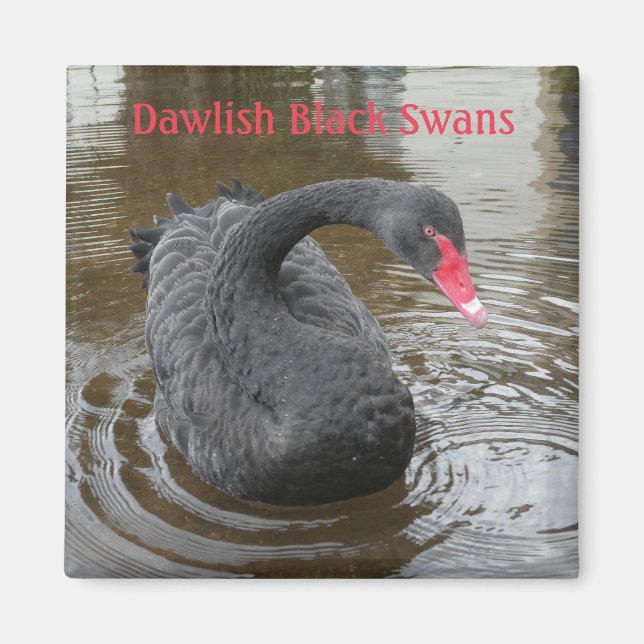 Dawlish Black Swan Magnet (Front)