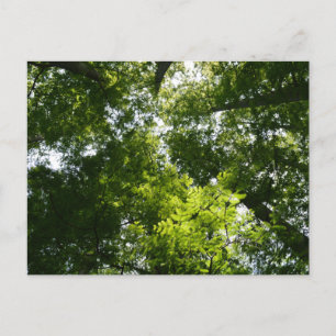 Dawn Redwood Canopy Postcard