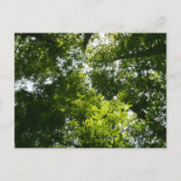 Dawn Redwood Canopy