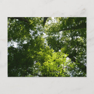 Dawn Redwood Canopy Postcard