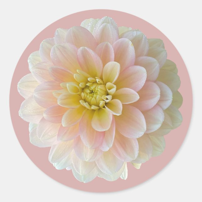 Day Dreamer Waterlily Dahlia Classic Round Sticker (Front)