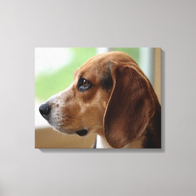 Day Dreaming Beagle Canvas Print (Front)