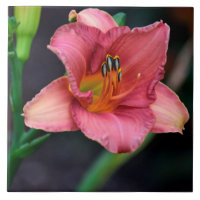 Day Lily Macro image