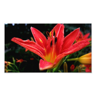 day-lily photo print