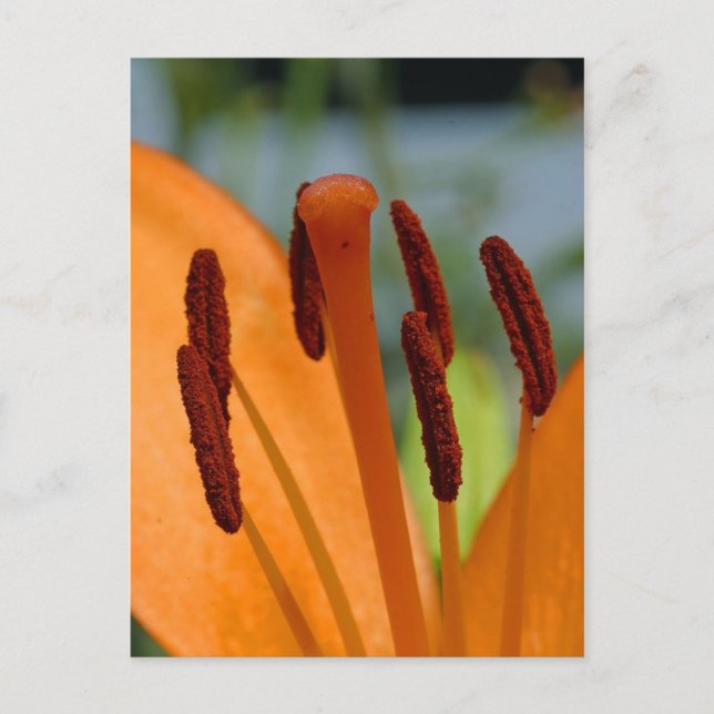 day lily postcard (Front)